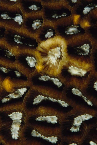 Discovery - Malaysia Black Ornate Wood Framed Art Print with Double Matting by Factor, Beverly