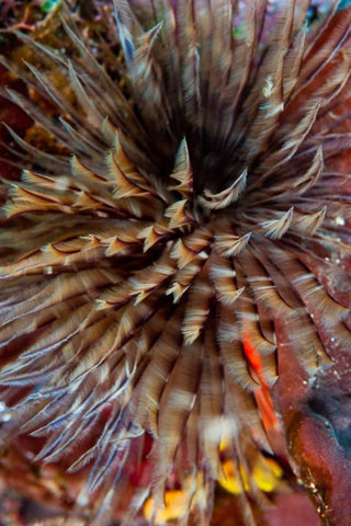 Plumule - N. Sulawesi, Indonesia Black Ornate Wood Framed Art Print with Double Matting by Factor, Beverly