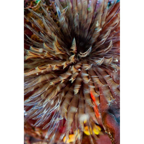 Plumule - N. Sulawesi, Indonesia Black Modern Wood Framed Art Print by Factor, Beverly