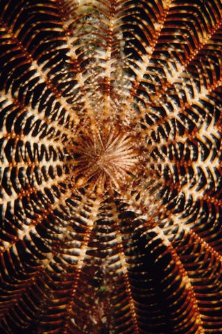 Swirl - Solomon Islands White Modern Wood Framed Art Print with Double Matting by Factor, Beverly