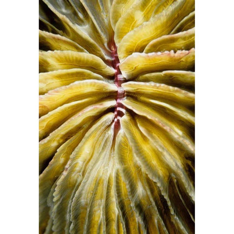 Enticing - Thailand Gold Ornate Wood Framed Art Print with Double Matting by Factor, Beverly