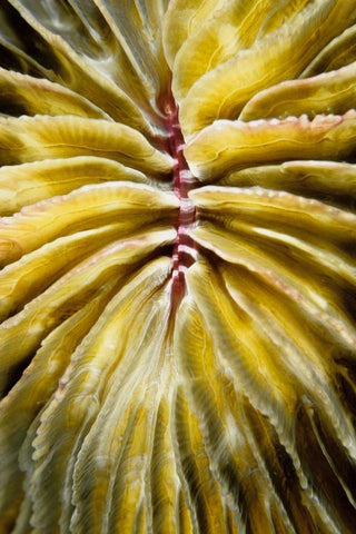 Enticing - Thailand White Modern Wood Framed Art Print with Double Matting by Factor, Beverly