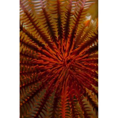 Destiny - S. Raja Ampat, Indonesia Gold Ornate Wood Framed Art Print with Double Matting by Factor, Beverly