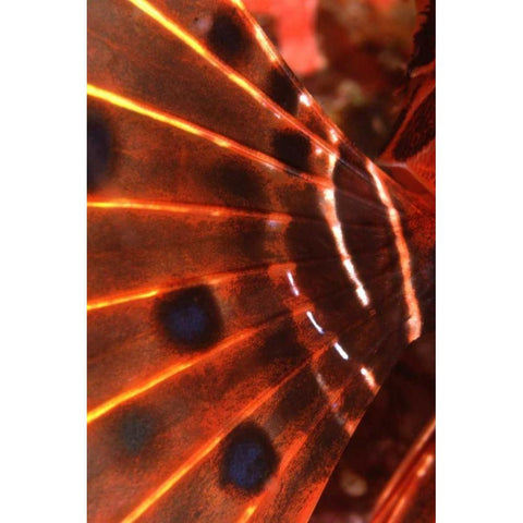 Flaming Flyer - Palau, Micronesia Black Modern Wood Framed Art Print by Factor, Beverly