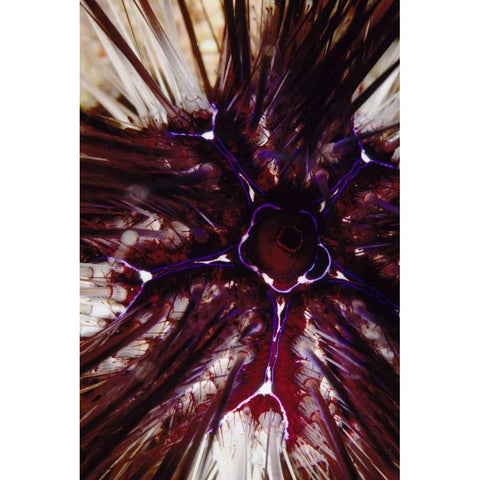 Passion Flower - Thailand Black Modern Wood Framed Art Print with Double Matting by Factor, Beverly