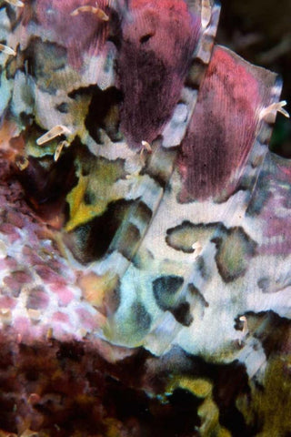 Pink Marvel - Indonesia Black Ornate Wood Framed Art Print with Double Matting by Factor, Beverly