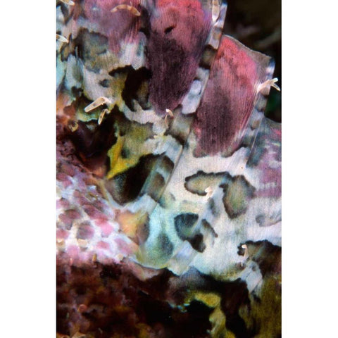 Pink Marvel - Indonesia White Modern Wood Framed Art Print by Factor, Beverly