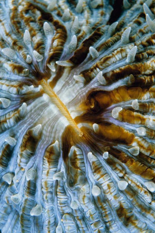 Interlude - Papua New Guinea White Modern Wood Framed Art Print with Double Matting by Factor, Beverly