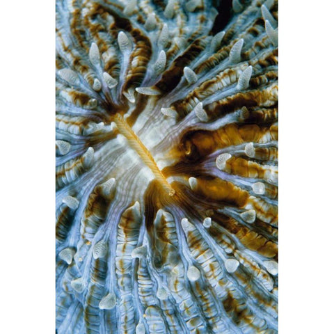 Interlude - Papua New Guinea Black Modern Wood Framed Art Print with Double Matting by Factor, Beverly