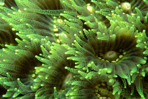 Tender Moment - Indonesia White Modern Wood Framed Art Print with Double Matting by Factor, Beverly