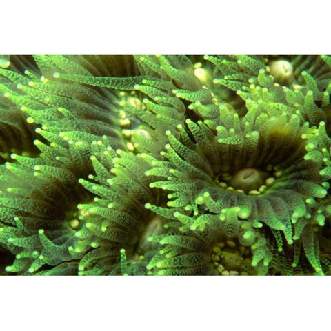 Tender Moment - Indonesia Black Modern Wood Framed Art Print by Factor, Beverly