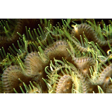 Tips - Sipadan Island, Malaysia White Modern Wood Framed Art Print by Factor, Beverly