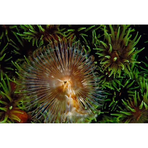 Enchanting - Indonesia Gold Ornate Wood Framed Art Print with Double Matting by Factor, Beverly