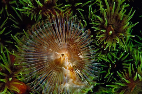 Enchanting - Indonesia White Modern Wood Framed Art Print with Double Matting by Factor, Beverly