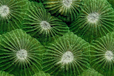 Greenlicious - Thailand White Modern Wood Framed Art Print with Double Matting by Factor, Beverly