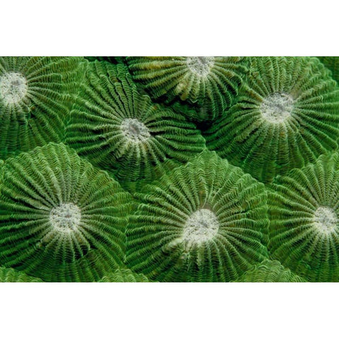 Greenlicious - Thailand Black Modern Wood Framed Art Print by Factor, Beverly