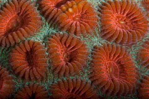 Orange Dream - S. Raja Ampat, Indonesia Black Ornate Wood Framed Art Print with Double Matting by Factor, Beverly