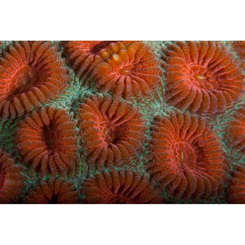 Orange Dream - S. Raja Ampat, Indonesia Gold Ornate Wood Framed Art Print with Double Matting by Factor, Beverly