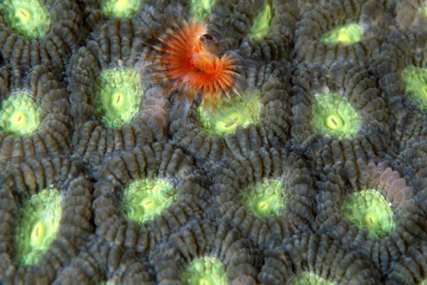 Red Surprise - Indonesia White Modern Wood Framed Art Print with Double Matting by Factor, Beverly