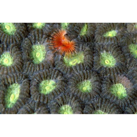 Red Surprise - Indonesia Black Modern Wood Framed Art Print with Double Matting by Factor, Beverly