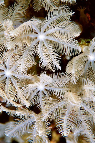 Feathering Flower I - Papua New Guinea White Modern Wood Framed Art Print with Double Matting by Factor, Beverly