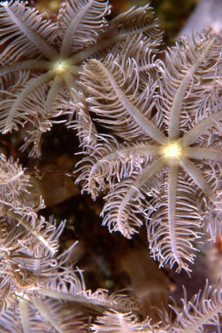 Feathering Flower II - Papua New Guinea White Modern Wood Framed Art Print with Double Matting by Factor, Beverly