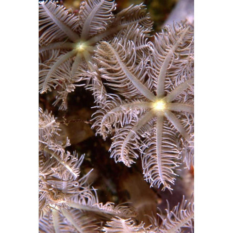 Feathering Flower II - Papua New Guinea Black Modern Wood Framed Art Print by Factor, Beverly