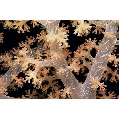 Splendid Branches - Fiji Gold Ornate Wood Framed Art Print with Double Matting by Factor, Beverly