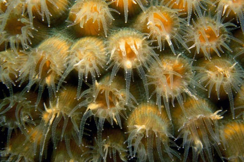 Tender Passion - Negril, Jamaica White Modern Wood Framed Art Print with Double Matting by Factor, Beverly