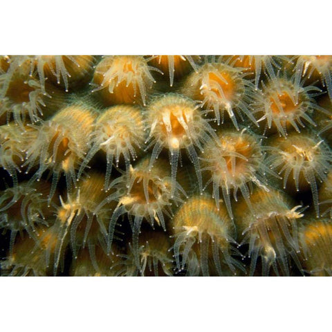 Tender Passion - Negril, Jamaica White Modern Wood Framed Art Print by Factor, Beverly