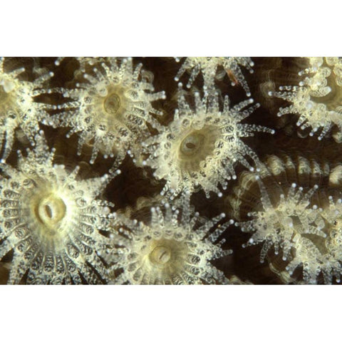 Shower Flower - Central Raja Ampat, Indonesia Gold Ornate Wood Framed Art Print with Double Matting by Factor, Beverly