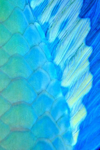 Solace - La Paz, Mexico Black Ornate Wood Framed Art Print with Double Matting by Factor, Beverly