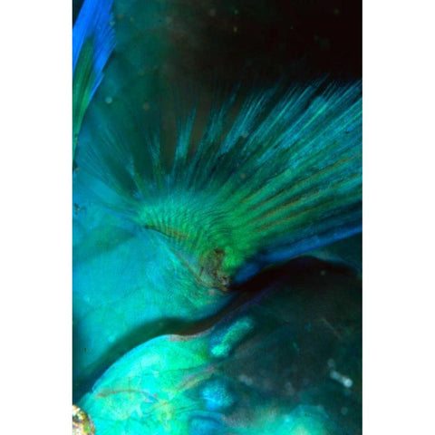 Finality - Australia Gold Ornate Wood Framed Art Print with Double Matting by Factor, Beverly