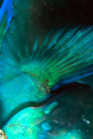 Finality - Australia Black Ornate Wood Framed Art Print with Double Matting by Factor, Beverly