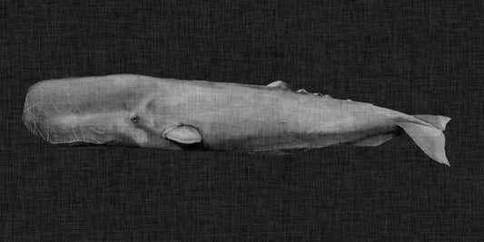 Image Only