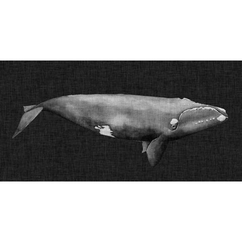 Inverted Whale II Black Modern Wood Framed Art Print with Double Matting by Popp, Grace