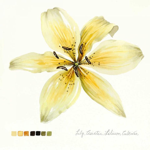 Lilium I White Modern Wood Framed Art Print with Double Matting by Popp, Grace