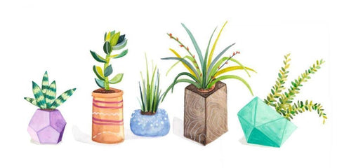 Succulent Display I White Modern Wood Framed Art Print with Double Matting by Ewer, Rebekah