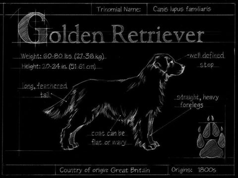 Blueprint Golden Retriever Black Ornate Wood Framed Art Print with Double Matting by Ethan Harper