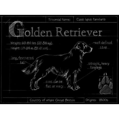 Blueprint Golden Retriever Black Modern Wood Framed Art Print by Ethan Harper