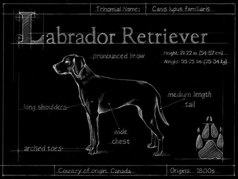 Blueprint Labrador Retriever Black Ornate Wood Framed Art Print with Double Matting by Ethan Harper