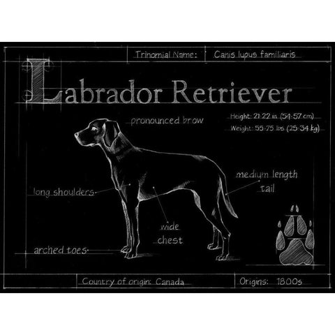Blueprint Labrador Retriever Gold Ornate Wood Framed Art Print with Double Matting by Ethan Harper