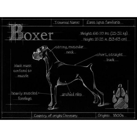 Blueprint Boxer Black Modern Wood Framed Art Print by Ethan Harper