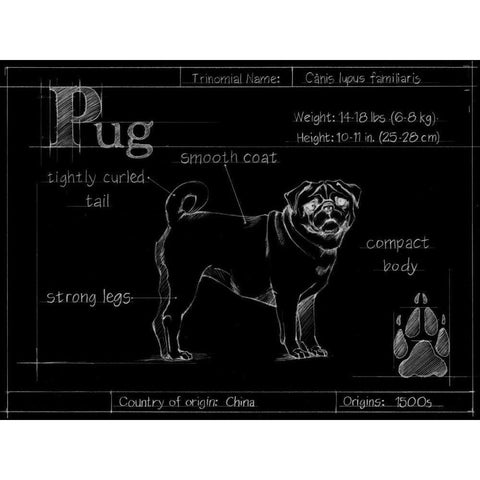 Blueprint Pug White Modern Wood Framed Art Print by Ethan Harper