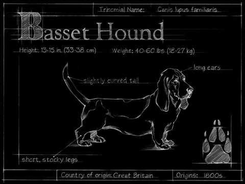 Blueprint Bassett Hound White Modern Wood Framed Art Print with Double Matting by Ethan Harper