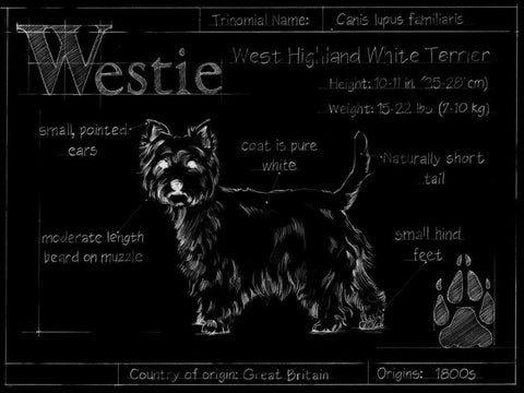 Blueprint Westie White Modern Wood Framed Art Print with Double Matting by Ethan Harper