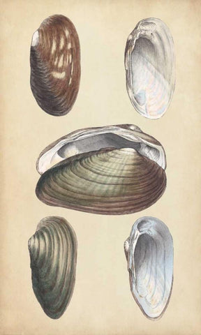 Marine Bivalves I Black Ornate Wood Framed Art Print with Double Matting by Wood