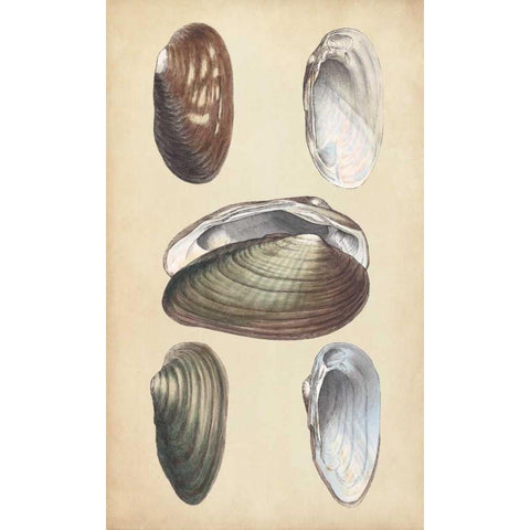 Marine Bivalves I Black Modern Wood Framed Art Print with Double Matting by Wood