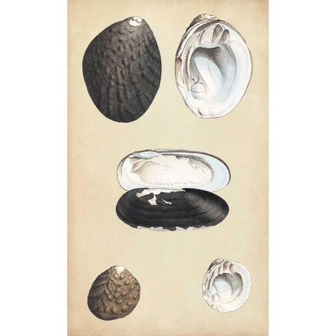 Marine Bivalves II Gold Ornate Wood Framed Art Print with Double Matting by Wood