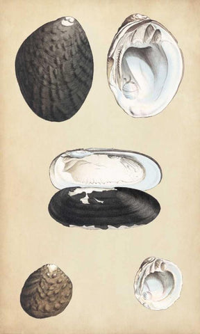 Marine Bivalves II White Modern Wood Framed Art Print with Double Matting by Wood